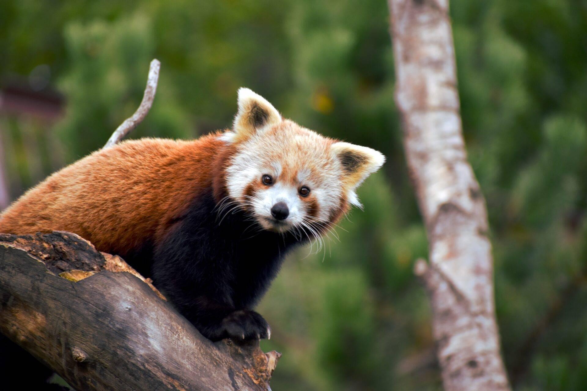 Un panda roux perché sur une branche avec des arbres verts flous en arrière-plan dans son habitat naturel