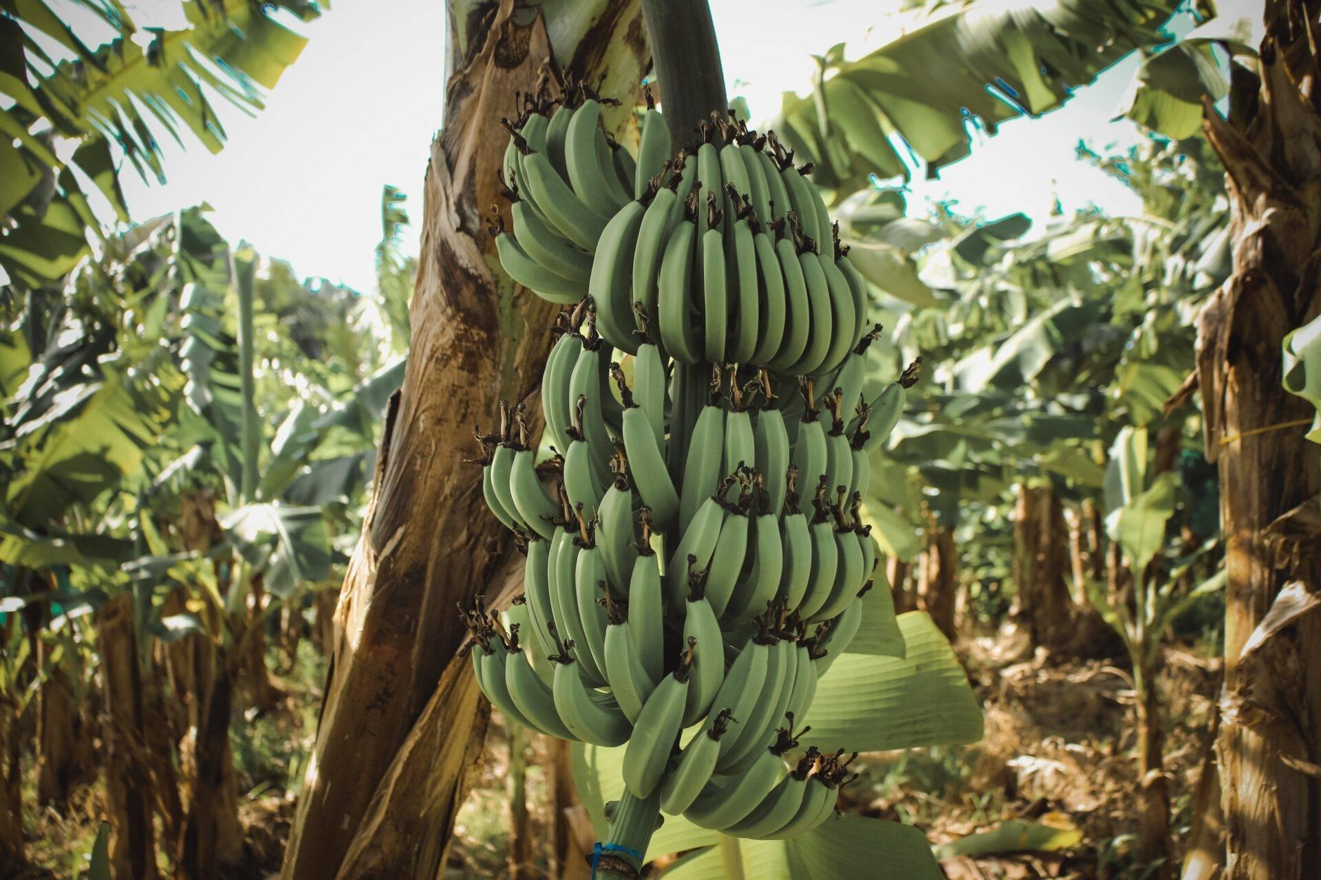 Une grappe de bananes vertes accrochée à un régime sur le tronc d’un bananier en plantation tropicale