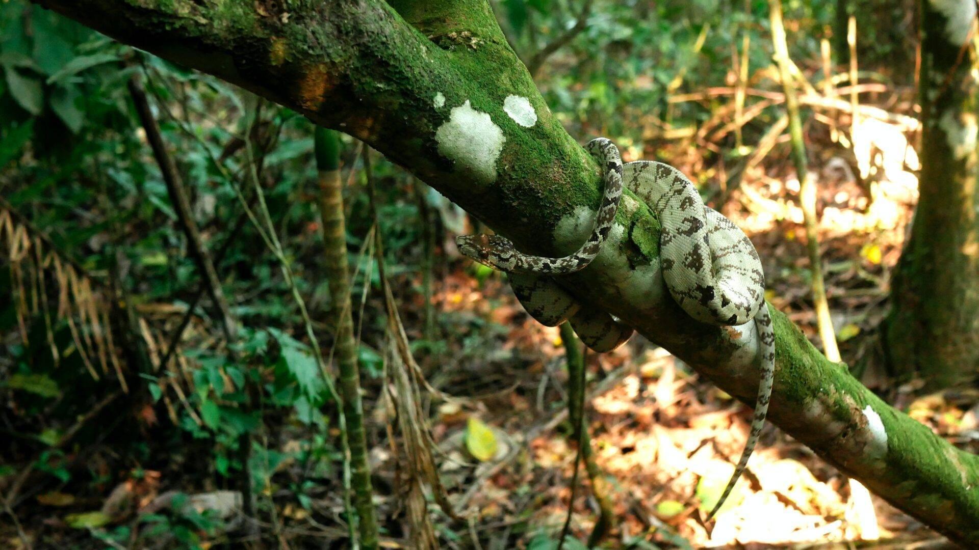 Un lézard aux motifs blancs et gris enroulé autour d’une branche couverte de mousse en forêt tropicale