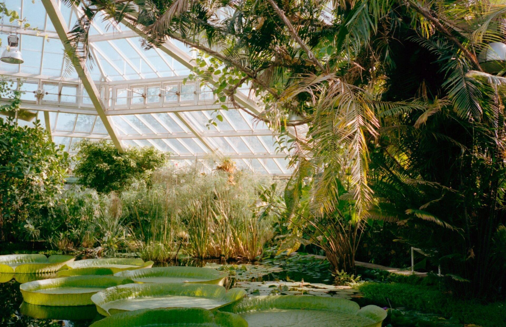 Intérieur d’une serre tropicale avec nénuphars géants, palmiers et végétation luxuriante sous verrière
