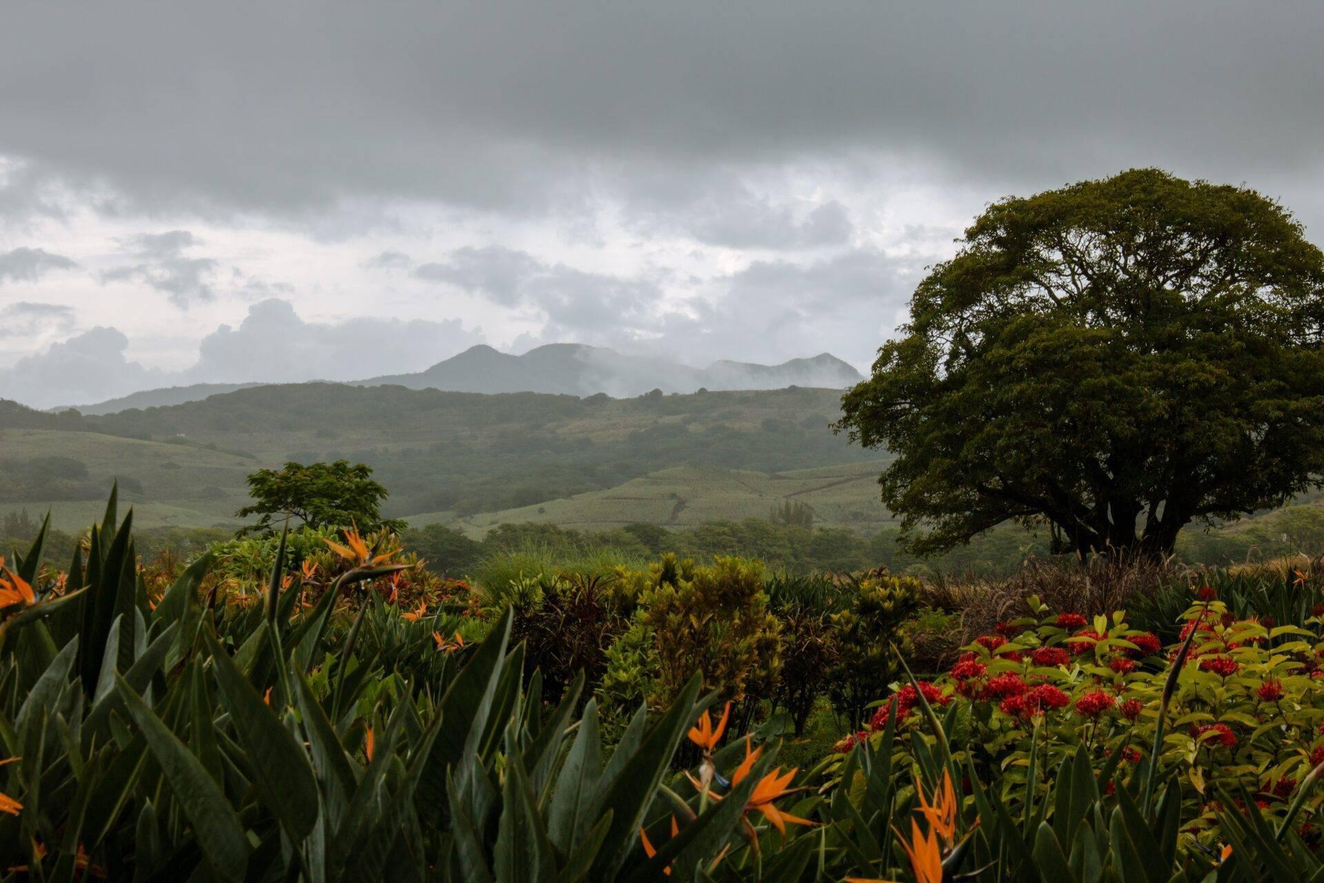 Un jardin tropical coloré avec fleurs orange et rouges, grands arbres, et chaîne de montagnes verdoyante en arrière-plan sous ciel nuageux