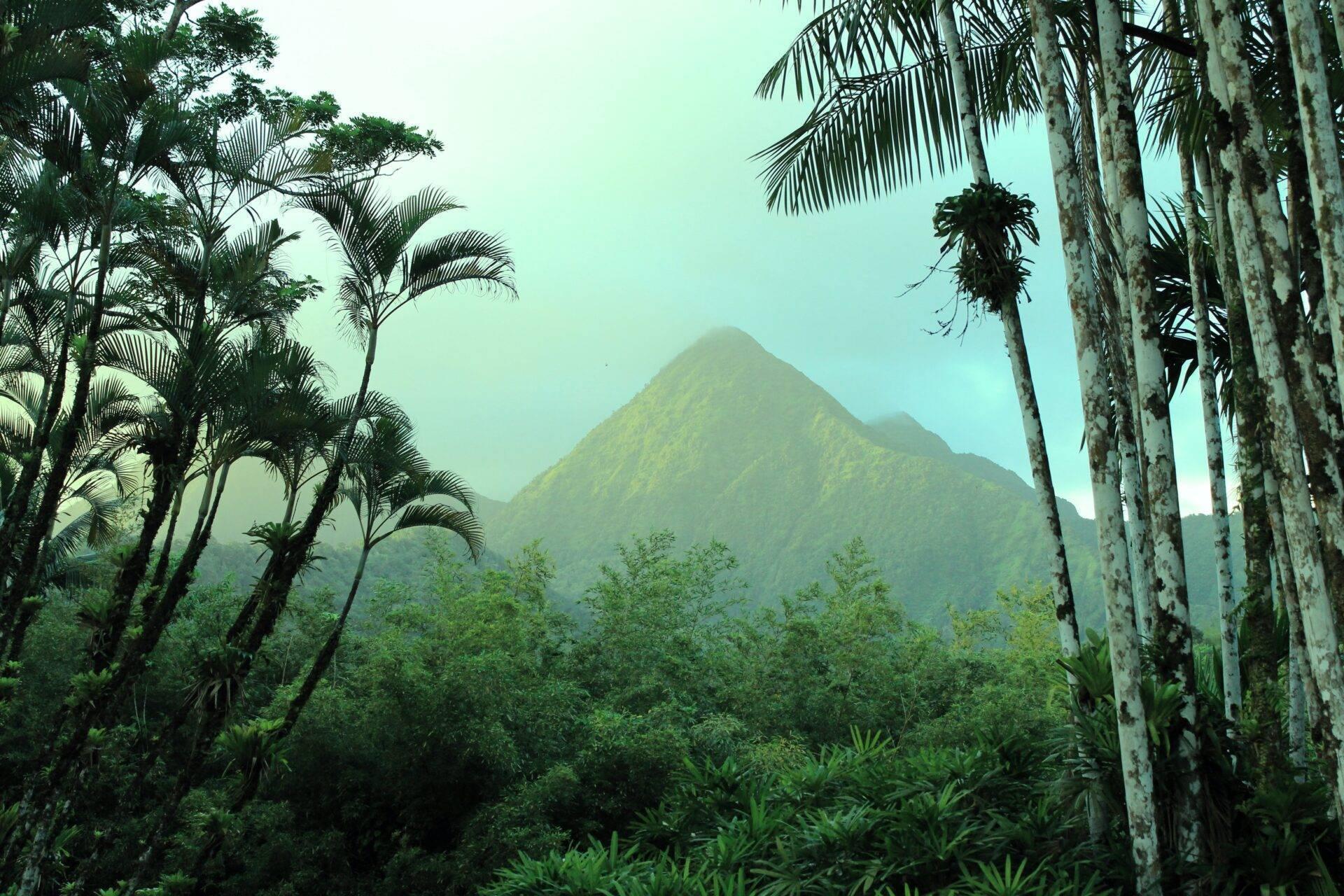 Vue panoramique d’une montagne verdoyante en arrière-plan entourée de forêt tropicale dense et palmiers au premier plan