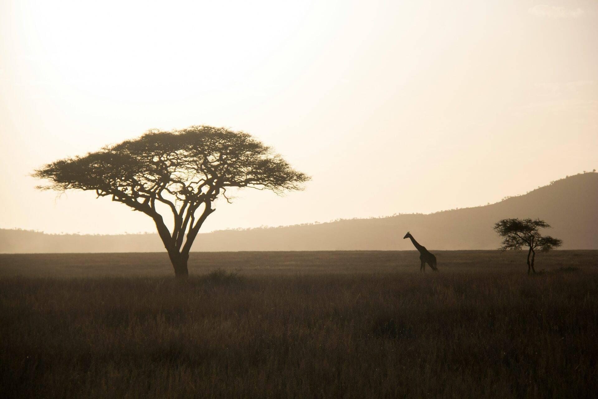 Une girafe marche dans la savane africaine au coucher du soleil, entre deux acacias majestueux