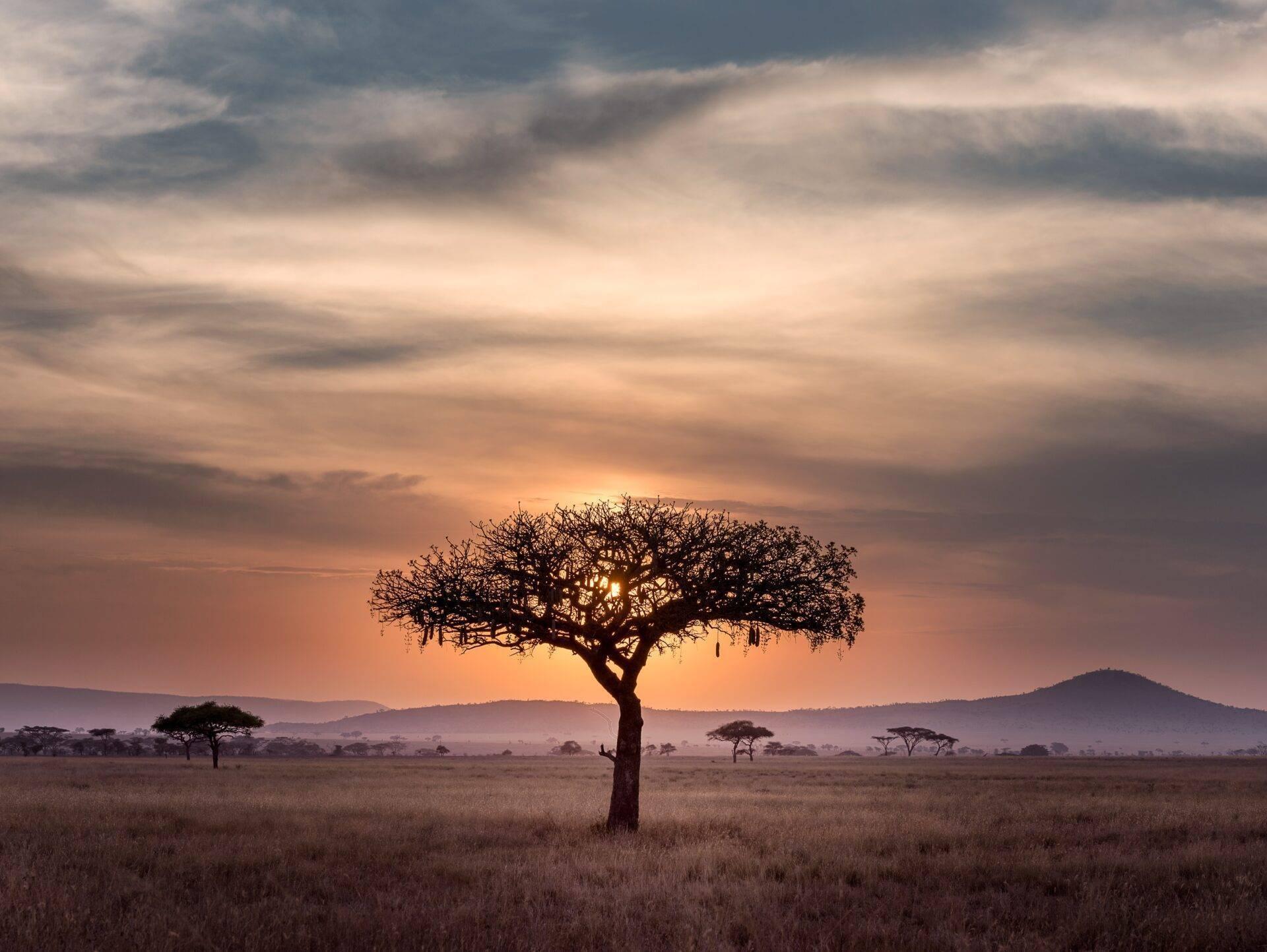 Un acacia isolé se dresse dans une savane africaine au coucher de soleil, avec des montagnes en arrière-plan