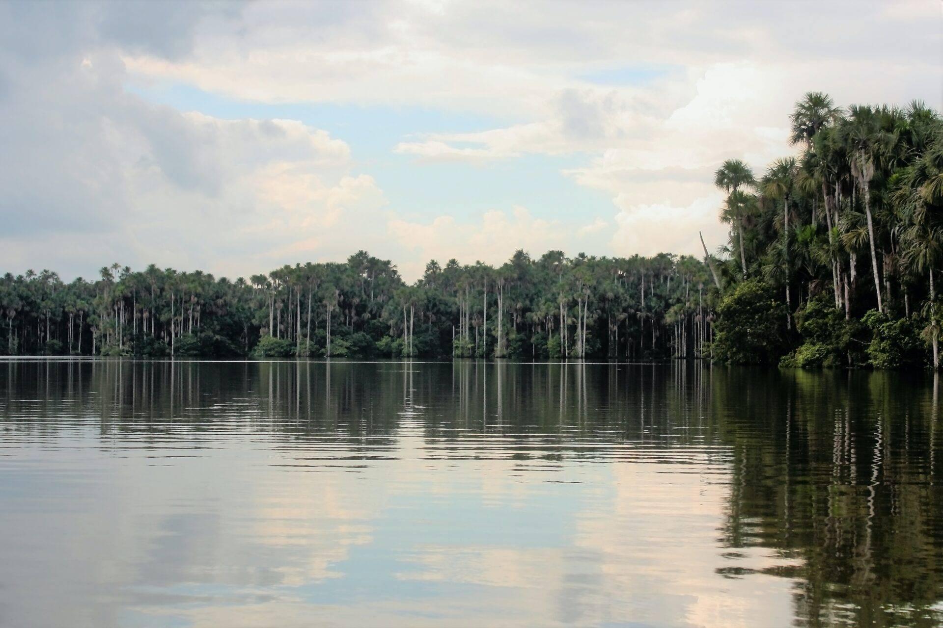 Une rivière calme aux eaux miroir bordée d’une forêt dense avec de grands palmiers tropicaux