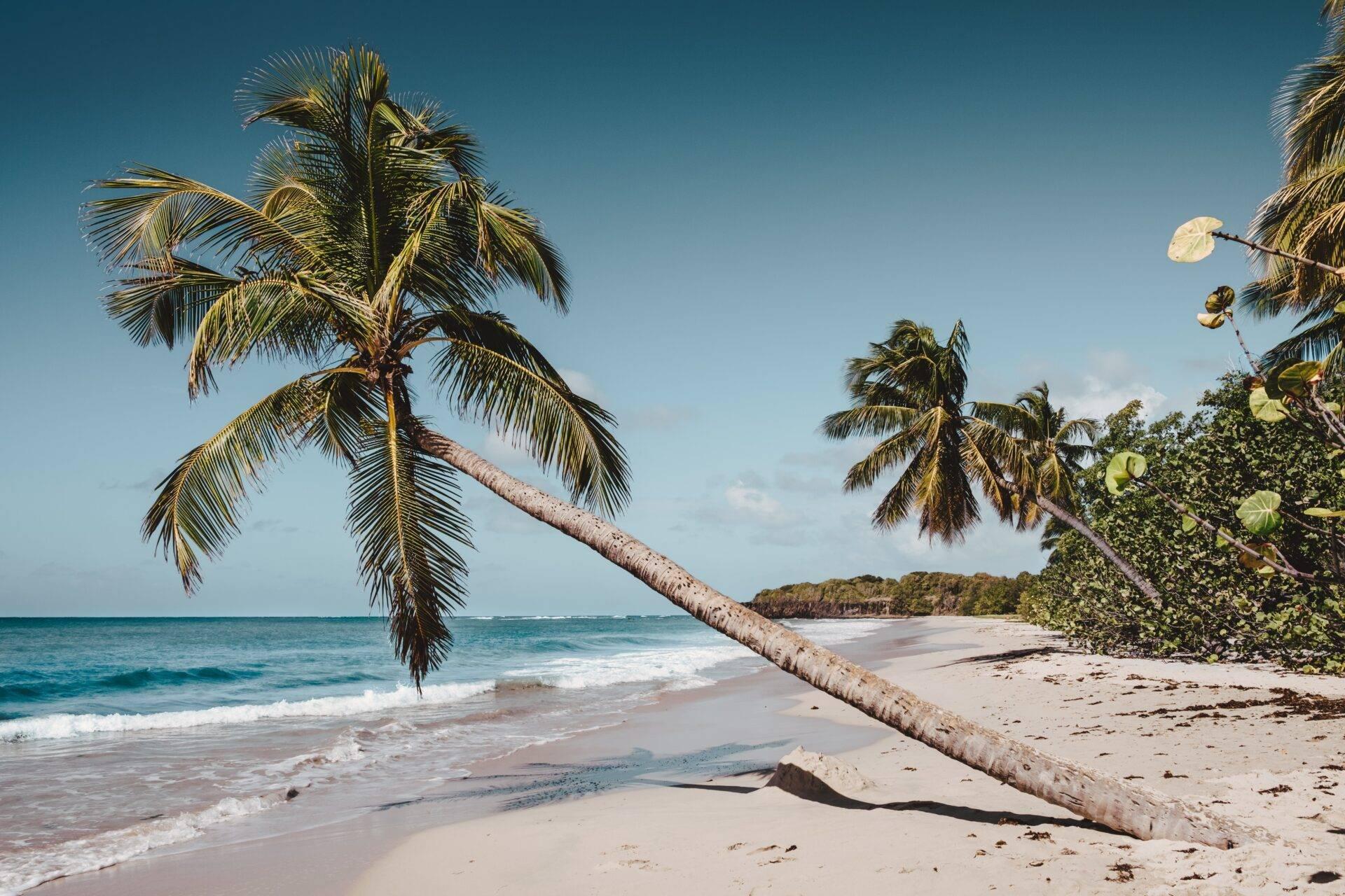 Plage tropicale avec palmier penché sur le sable blanc, mer turquoise et végétation luxuriante en arrière-plan