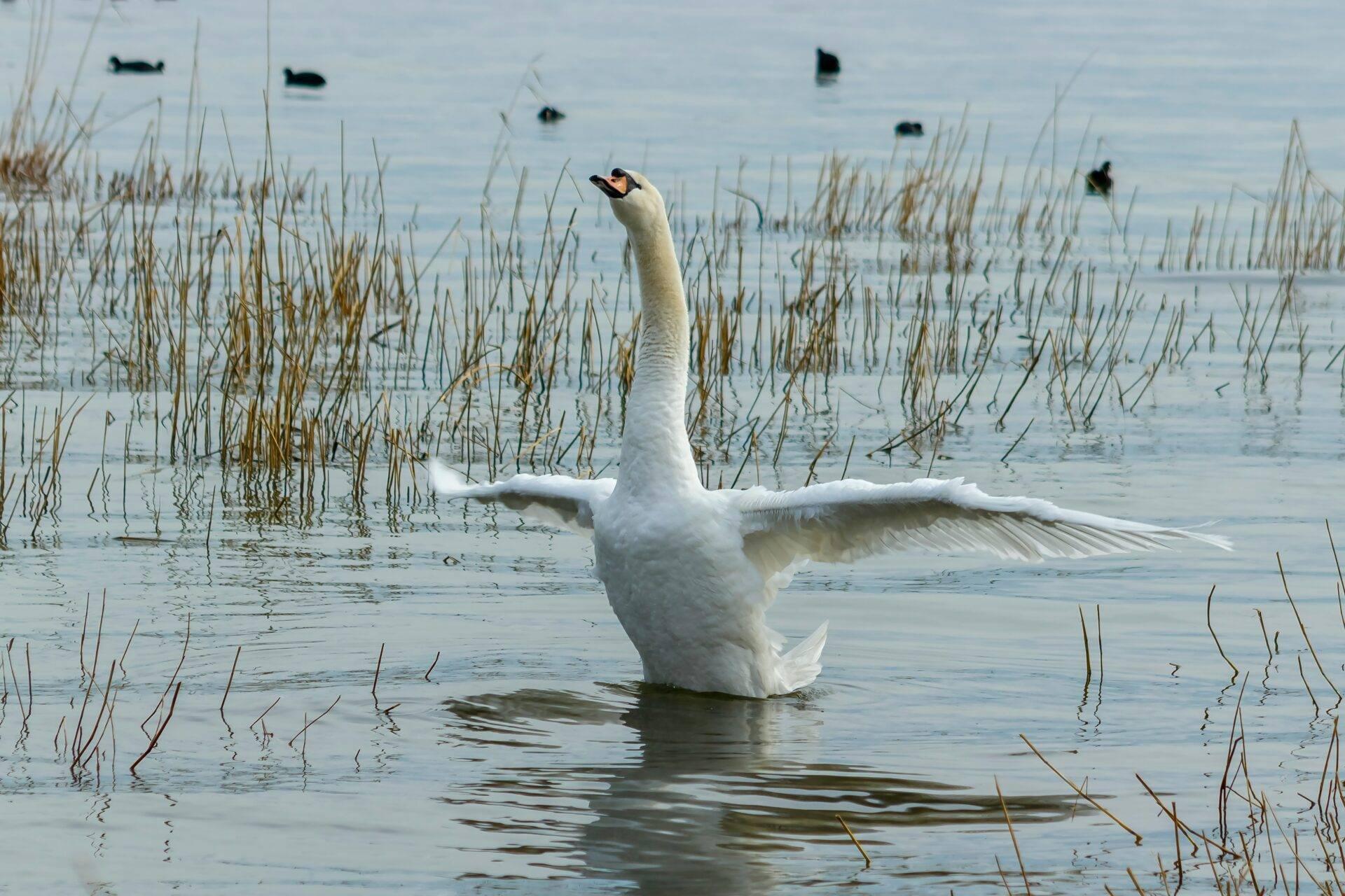 Un cygne blanc aux ailes déployées dans un lac peu profond entouré de roseaux desséchés et d’autres oiseaux