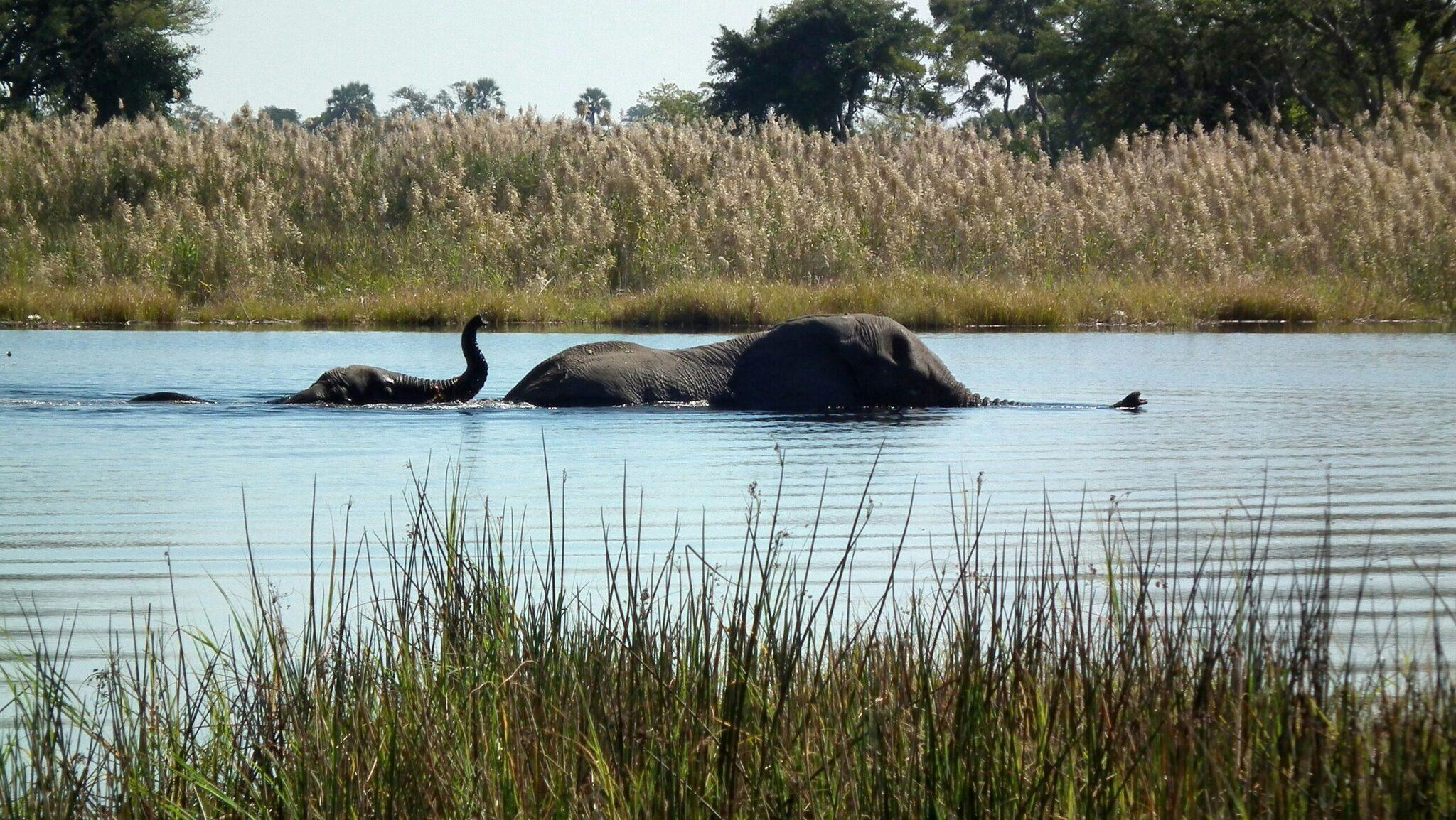 Des éléphants se baignent dans une rivière africaine bordée de végétation et de champs de céréales