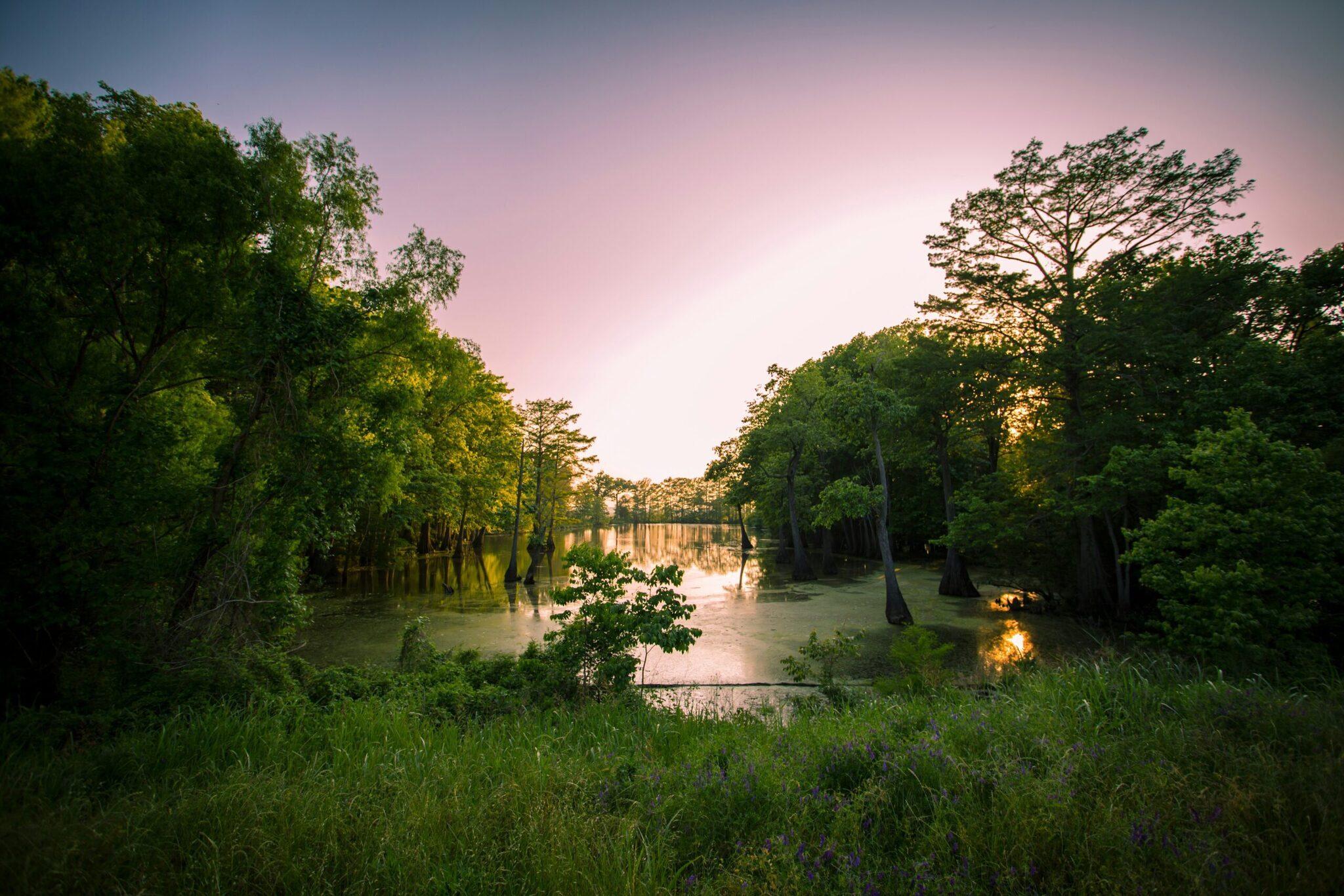 Une forêt de cyprès chauves émergent d’une eau calme au coucher du soleil, créant une atmosphère mystérieuse et marécageuse