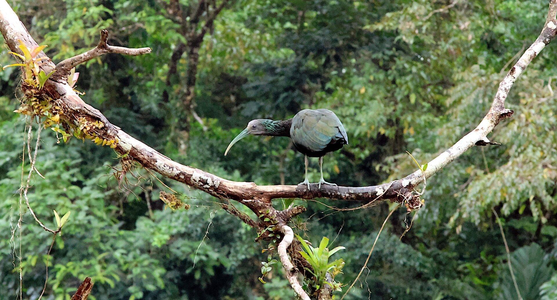 Un oiseau au long bec courbe perché sur une branche mousseuse en forêt tropicale dense