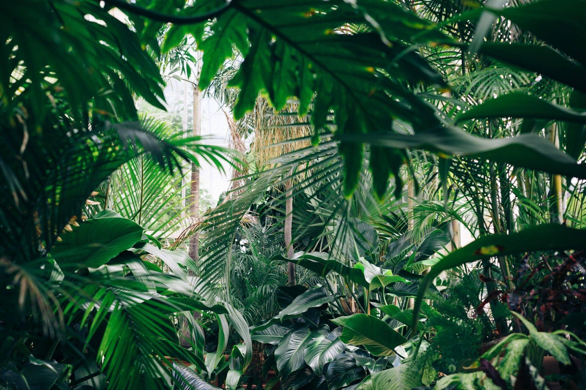 Vue depuis l’intérieur d’une serre ou d’un jardin tropical luxuriant avec palmiers et végétation dense