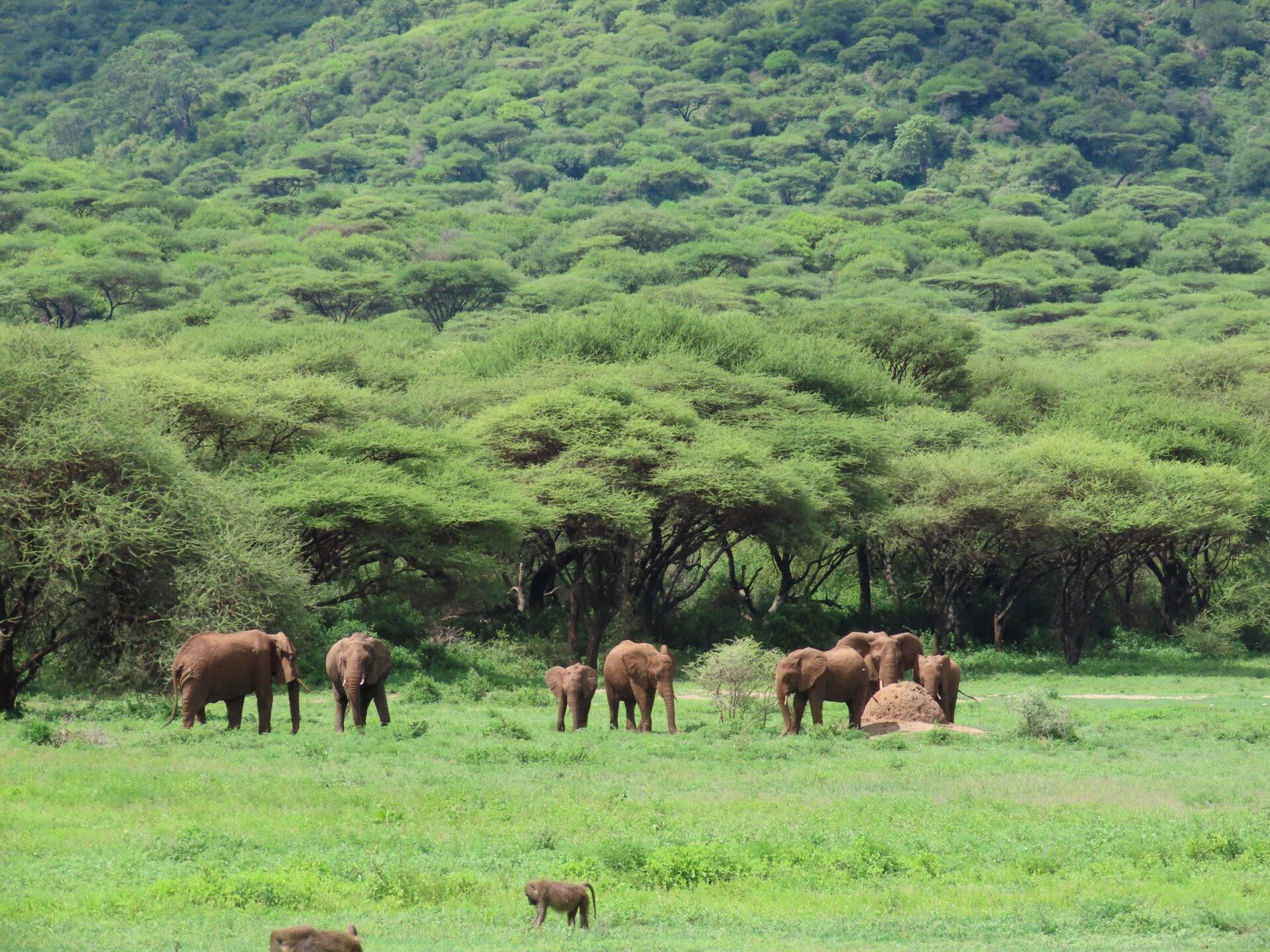 Un troupeau d’éléphants dans une savane verdoyante avec des acacias en arrière-plan