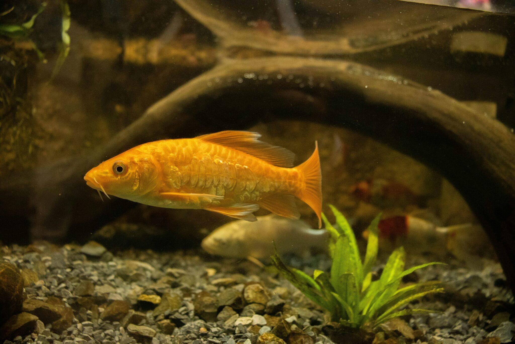Un poisson doré nage dans un aquarium avec des plantes vertes et des roches