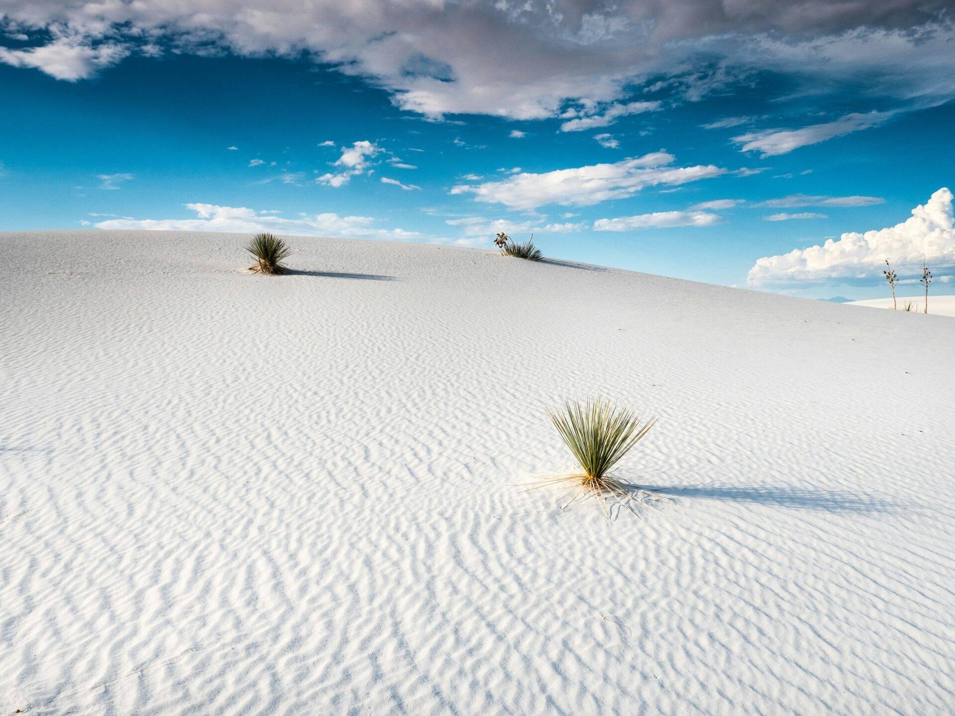 Dunes de sable blanc ondulé avec quelques plantes vertes éparpillées sous un ciel bleu éclatant