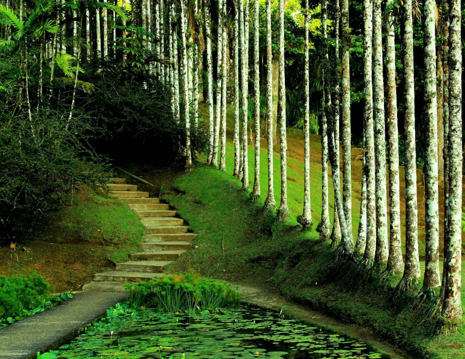 Allée de palmiers blancs avec bassin d’eau, escaliers en pierre et mousse verte luxuriante en forêt tropicale