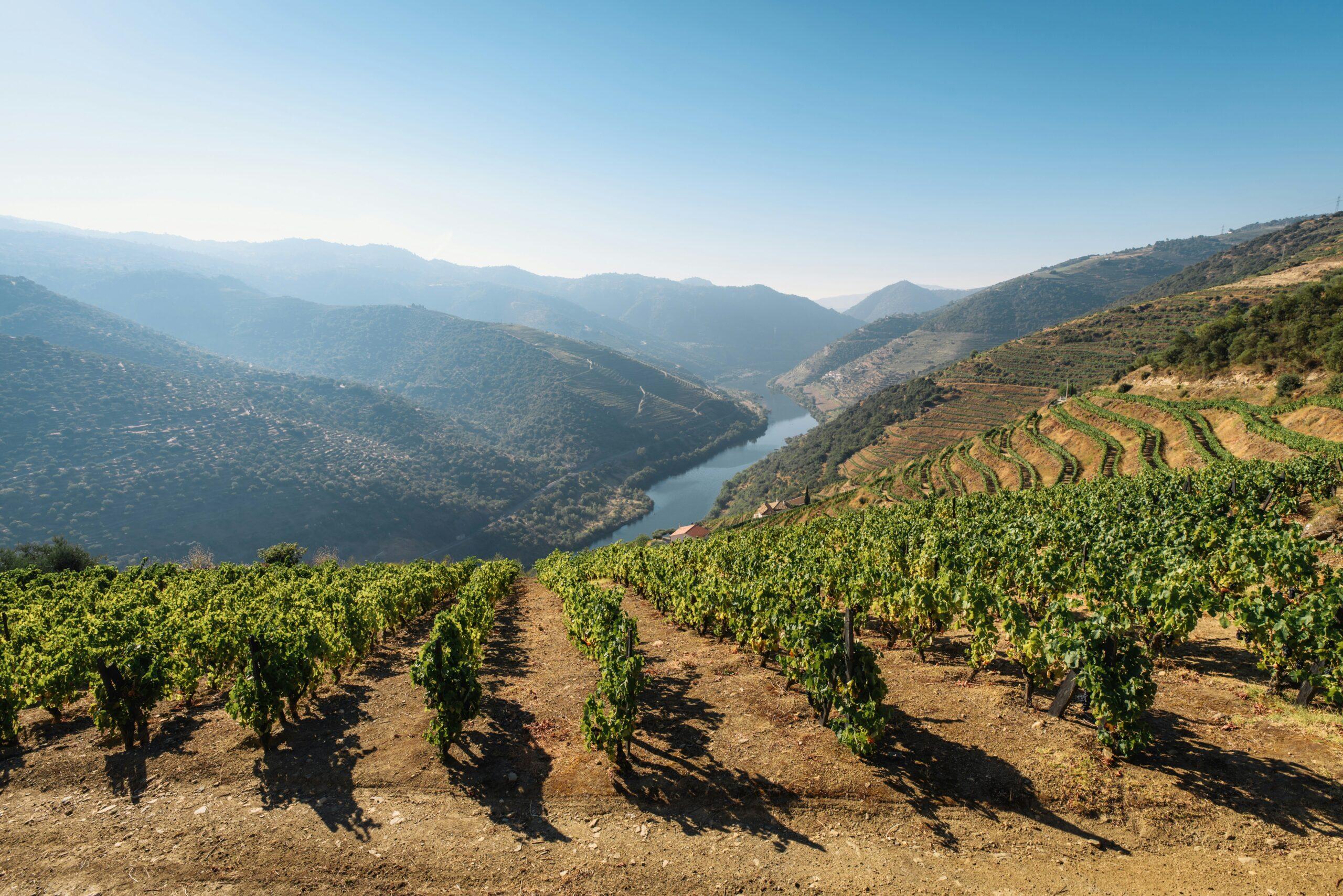 Vignoble en terrasses surplombant une vallée fluviale avec montagnes boisées en arrière-plan