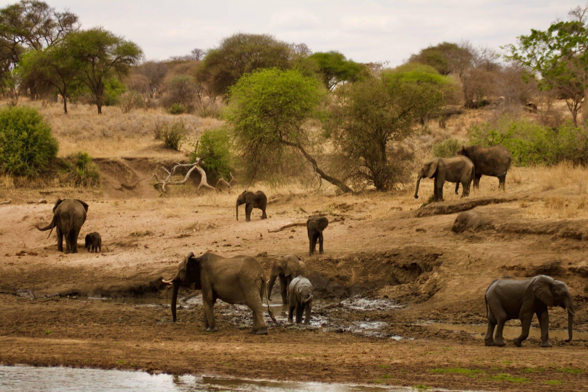 Un troupeau d’éléphants africains se désaltère près d’un point d’eau dans une savane aride parsemée d’acacias