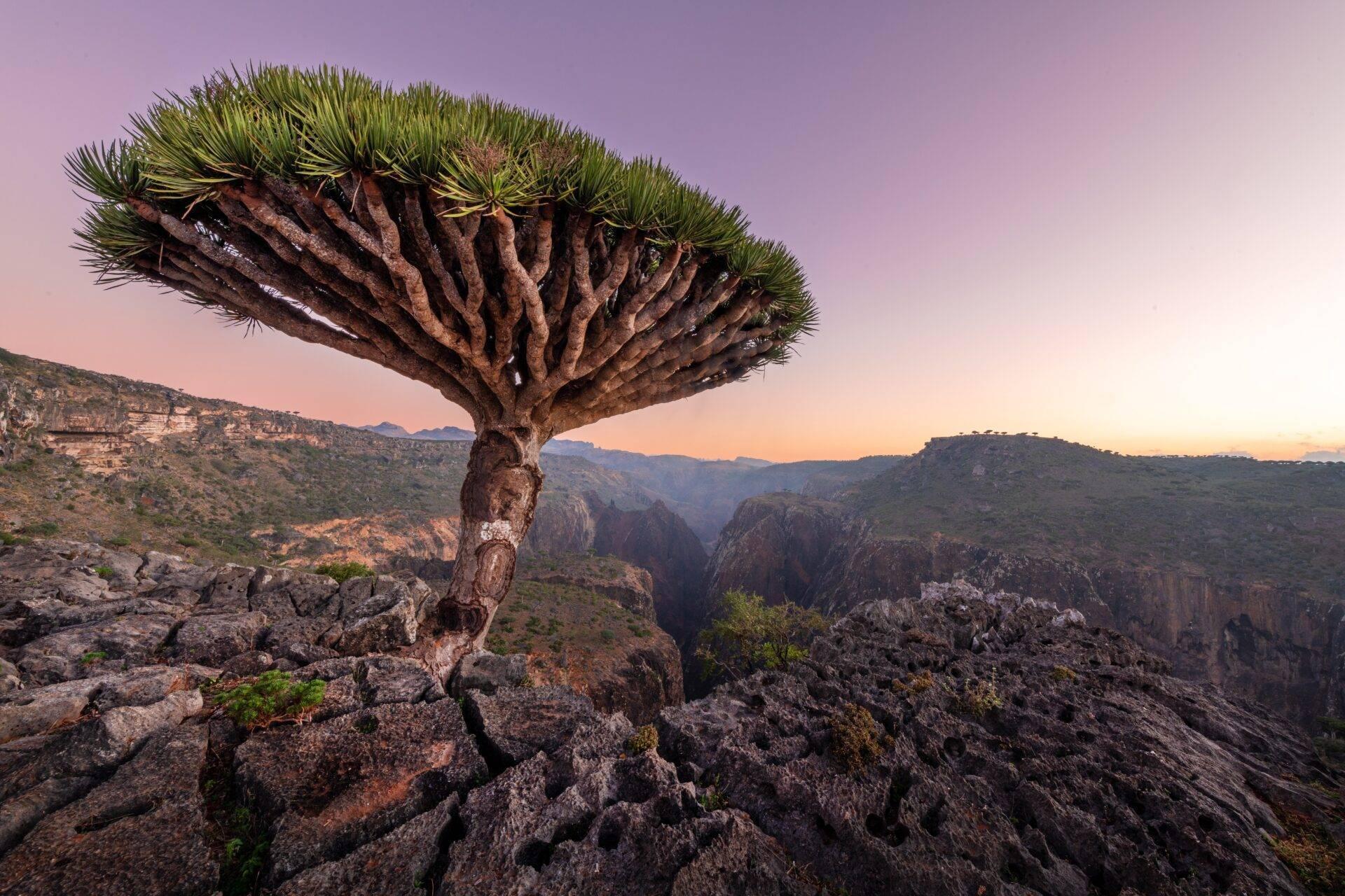 Un arbre dragon aux branches étalées surplombe un canyon rocheux aux falaises spectaculaires au coucher du soleil