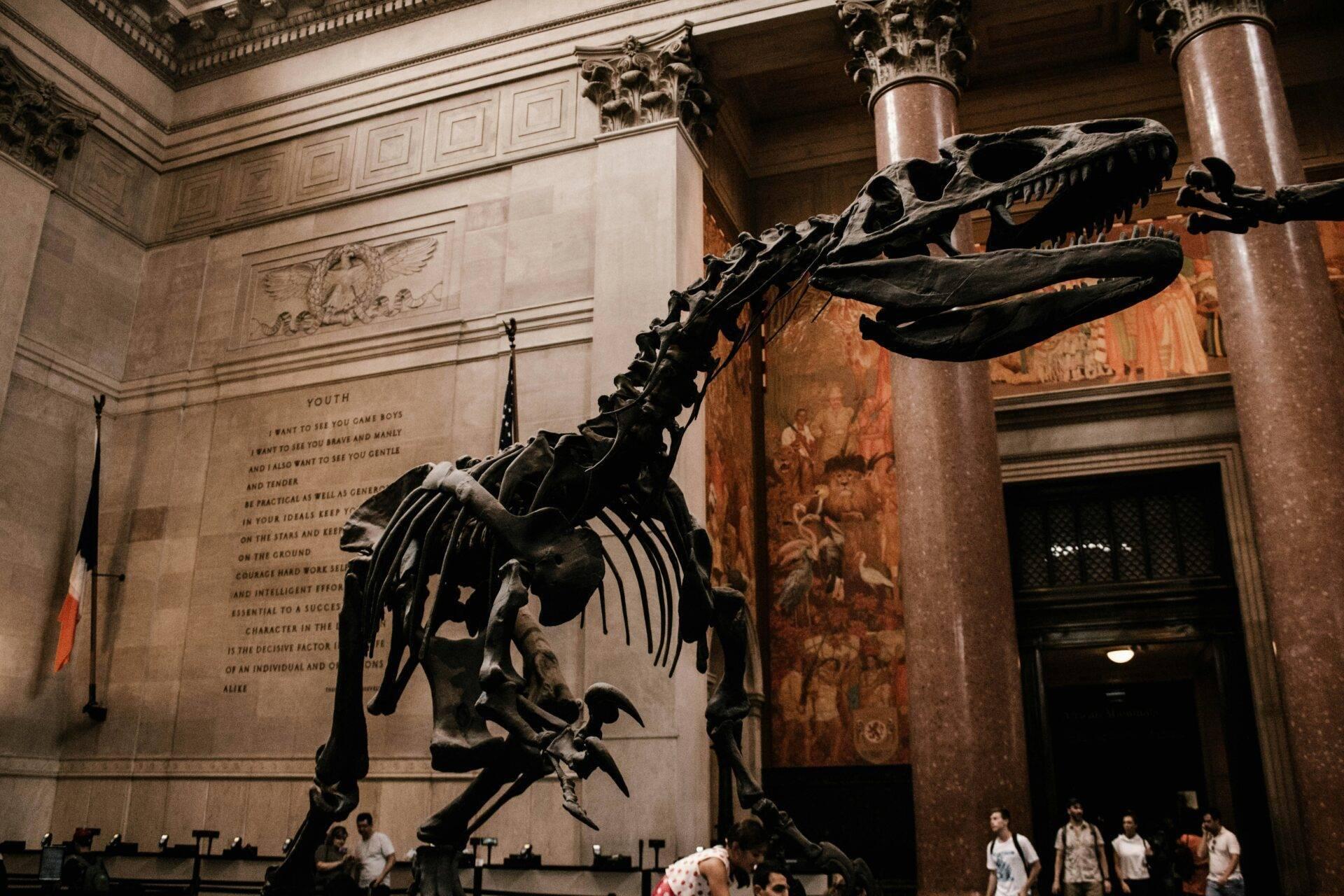 Squelette de dinosaure monté dans un musée avec colonnes classiques et visiteurs observant l’exposition