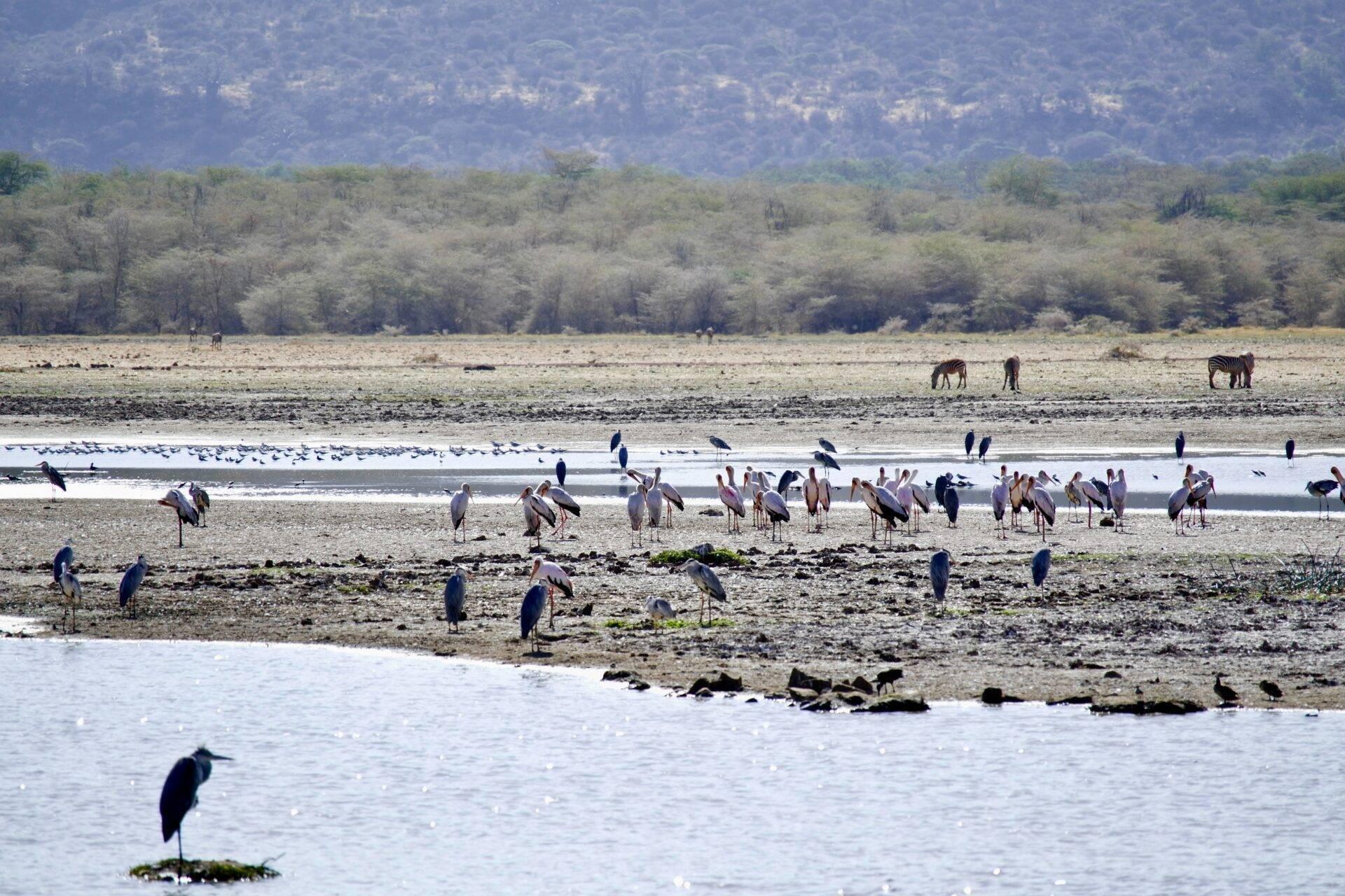 Des hérons et aigrettes se reposent sur les berges d’une rivière avec des éléphants en arrière-plan