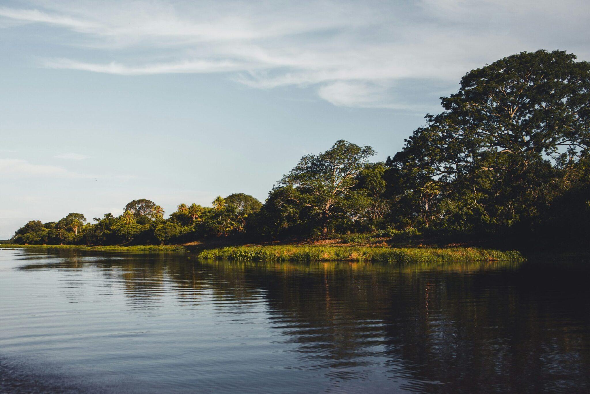 Rivière tropicale bordée de végétation luxuriante et d’arbres majestueux sous un ciel dégagé