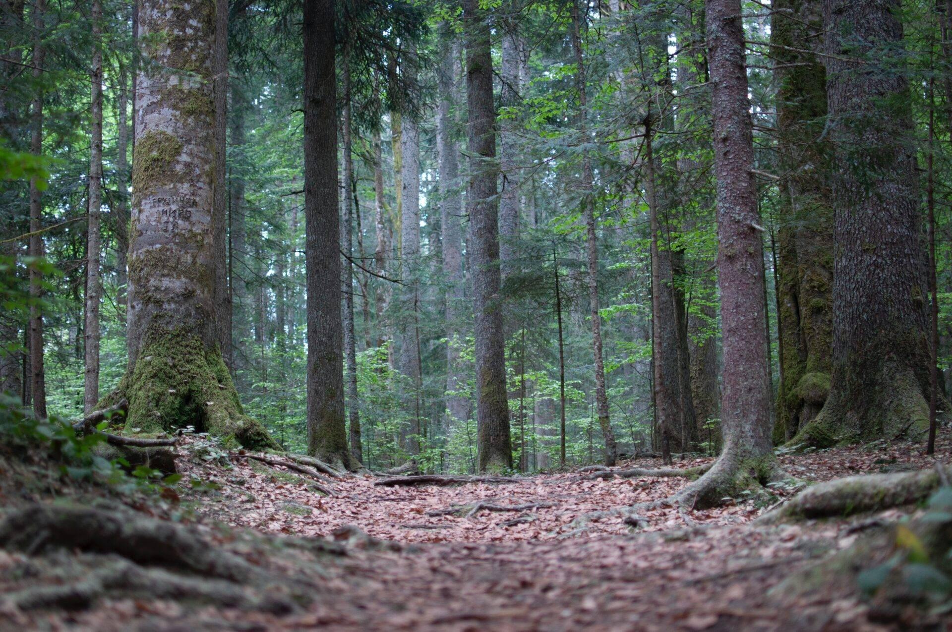 Forêt de conifères dense avec troncs mousses, sol couvert de feuilles et rondins tombés, atmosphère sauvage et préservée