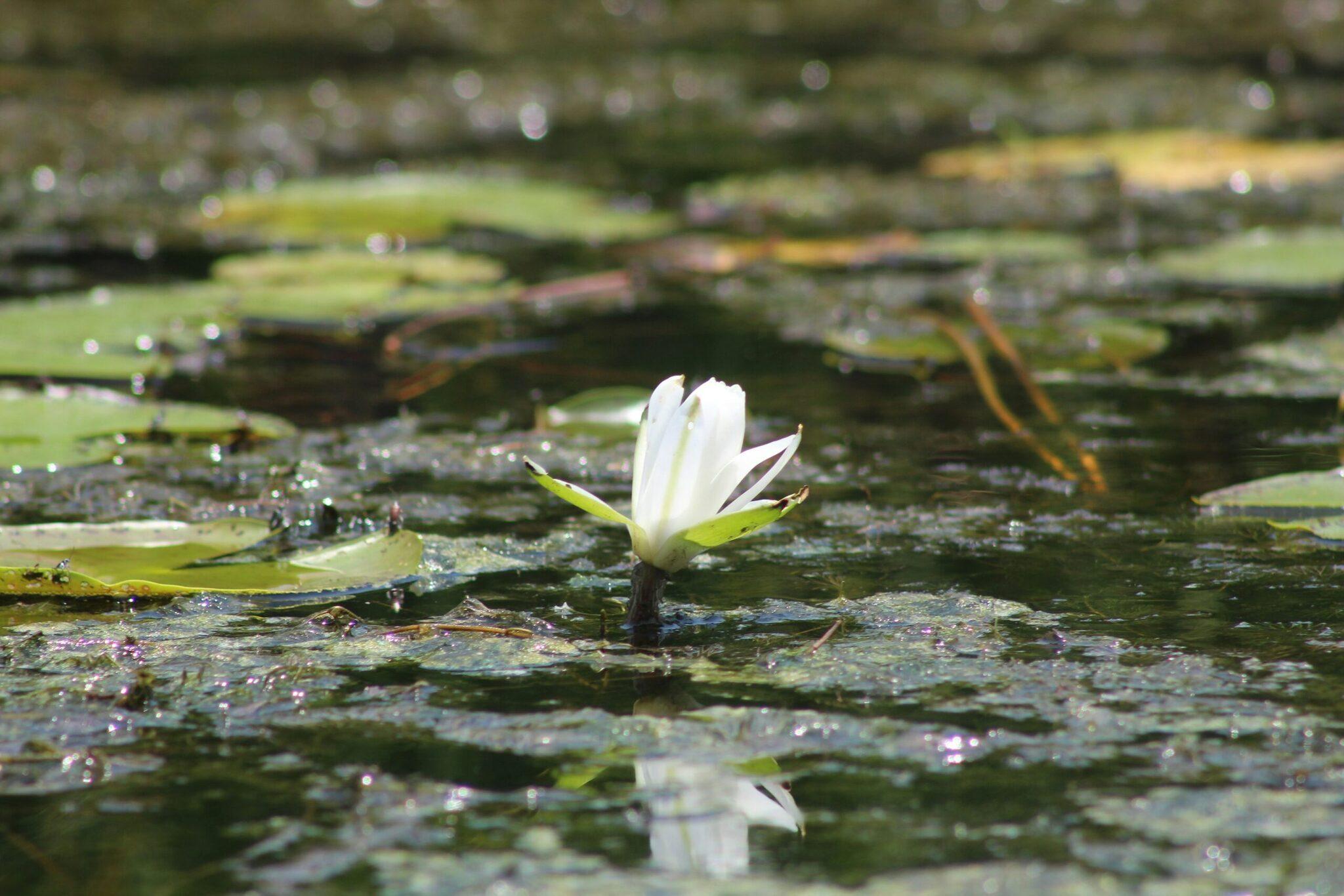 Une fleur de nénuphar blanc épanouie dans un bassin d’eau avec des feuilles vertes et reflets