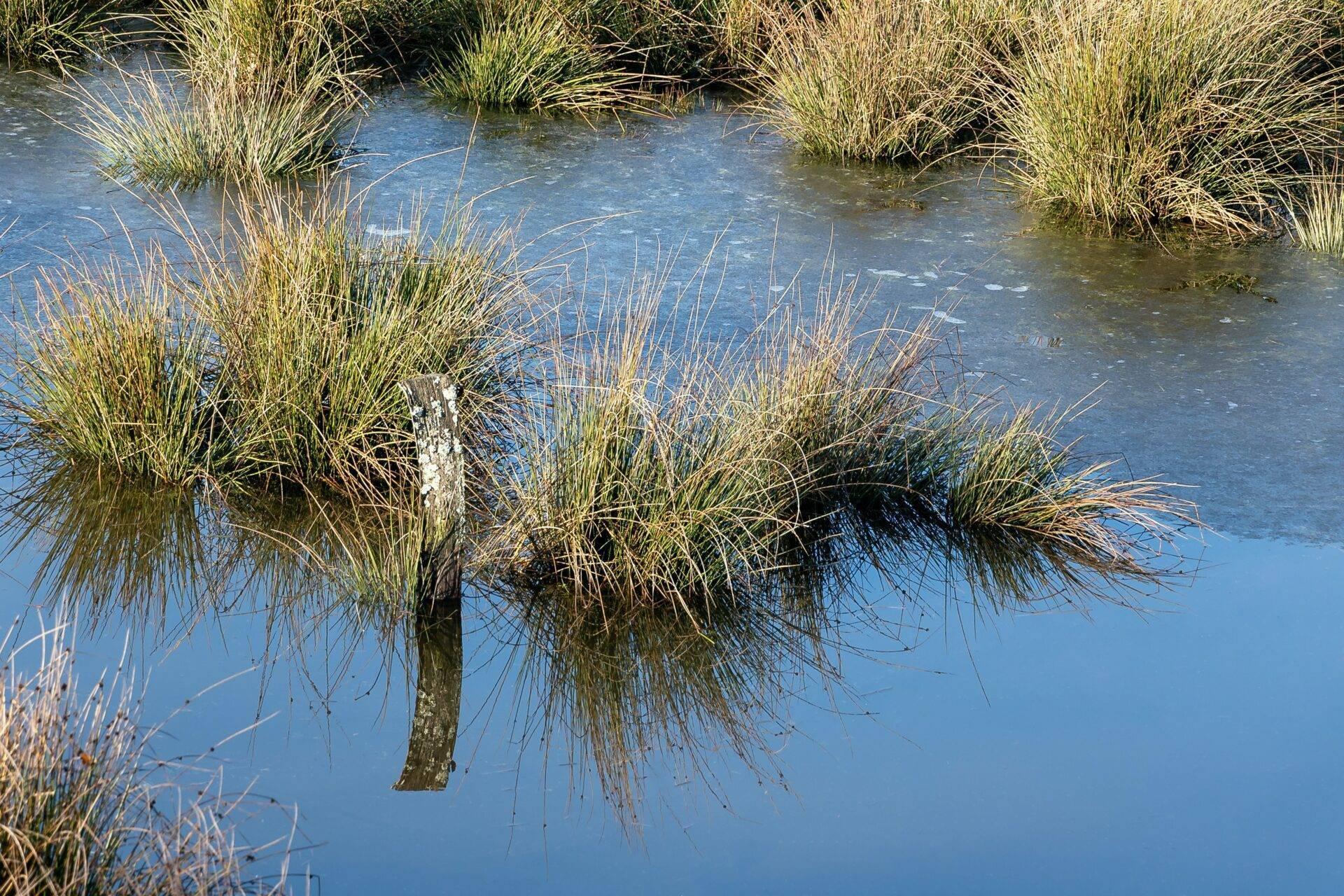 Un marais avec herbes hautes dorées entourant un tronc d’arbre immergé dans une eau bleu clair et cristalline